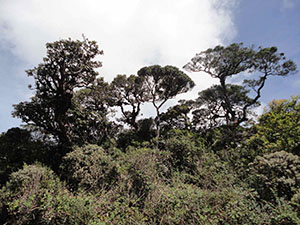 Pidurutalagala Mountain forest
